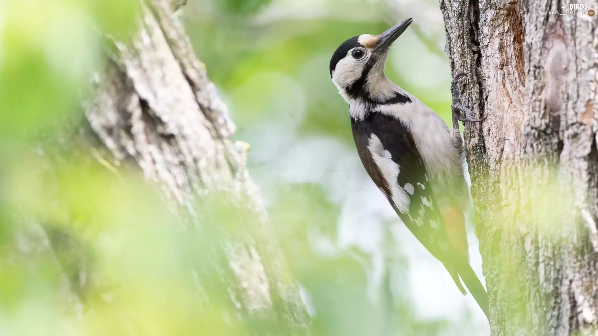 Great Woodpecker, cork, blur, trees
