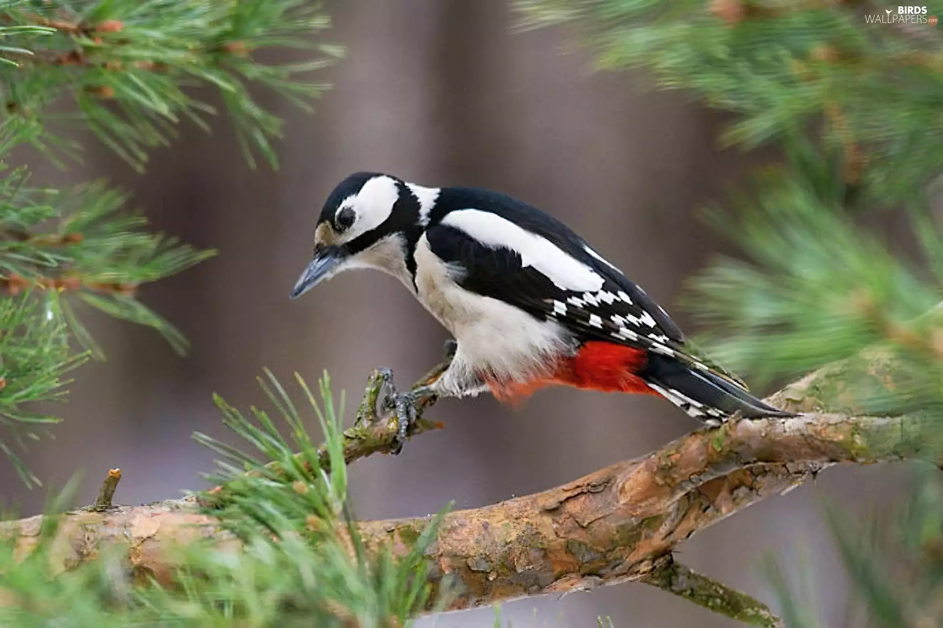 woodpecker, spruce