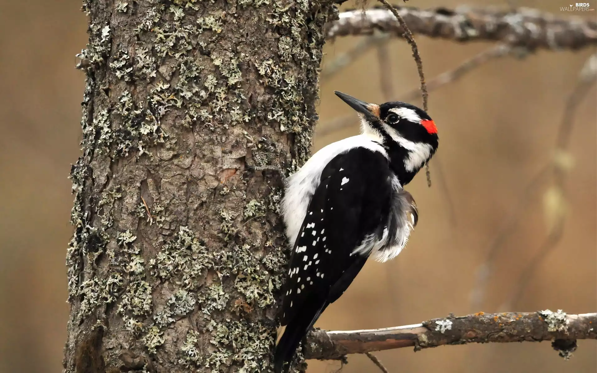 woodpecker, trees