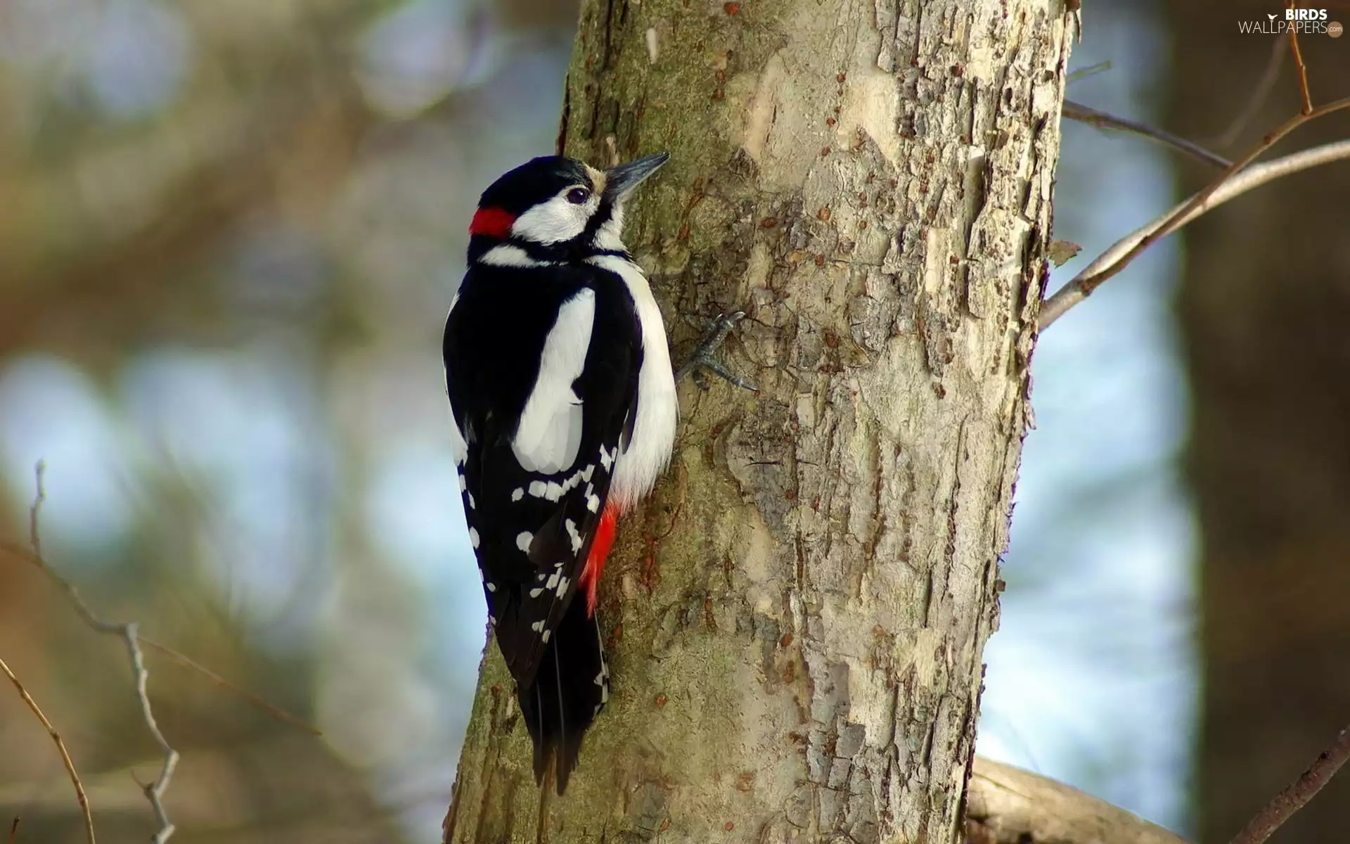 woodpecker, trees