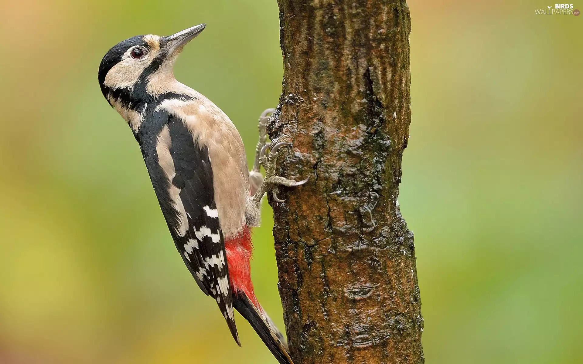 woodpecker, trees