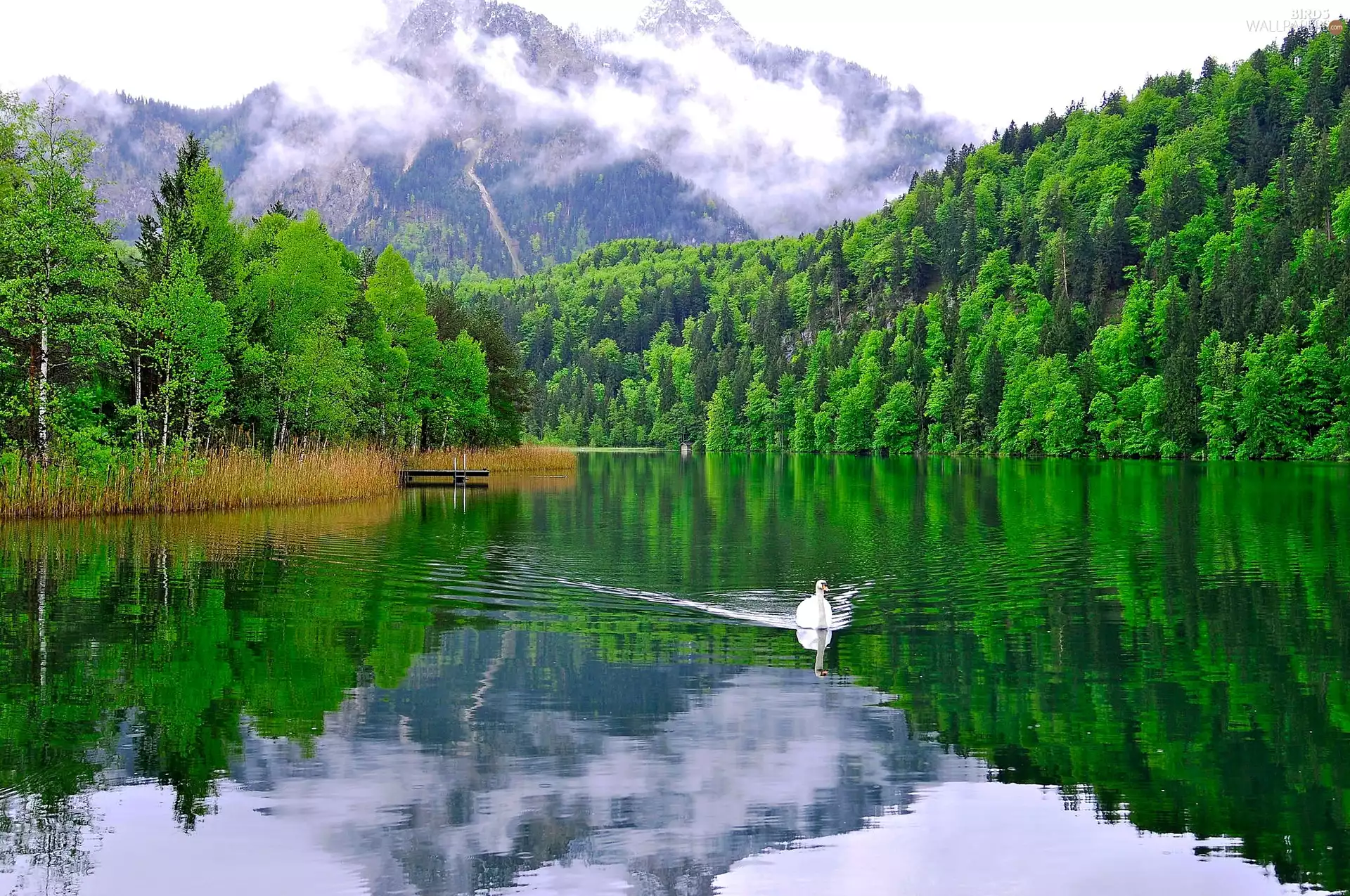 Mountains, lake, swan, woods