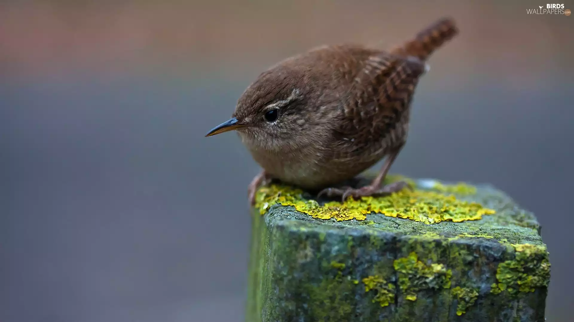 Passerine Birds, post, wren, Family, Gray