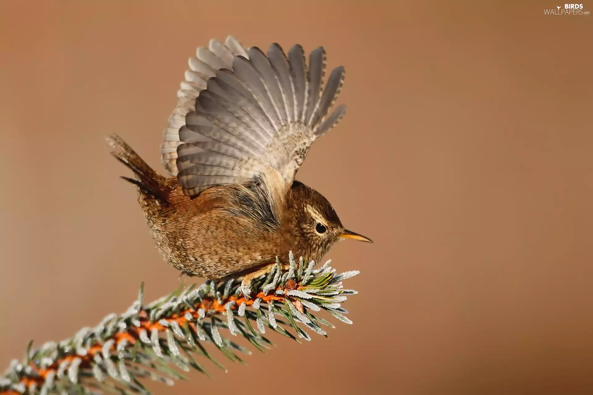 wren