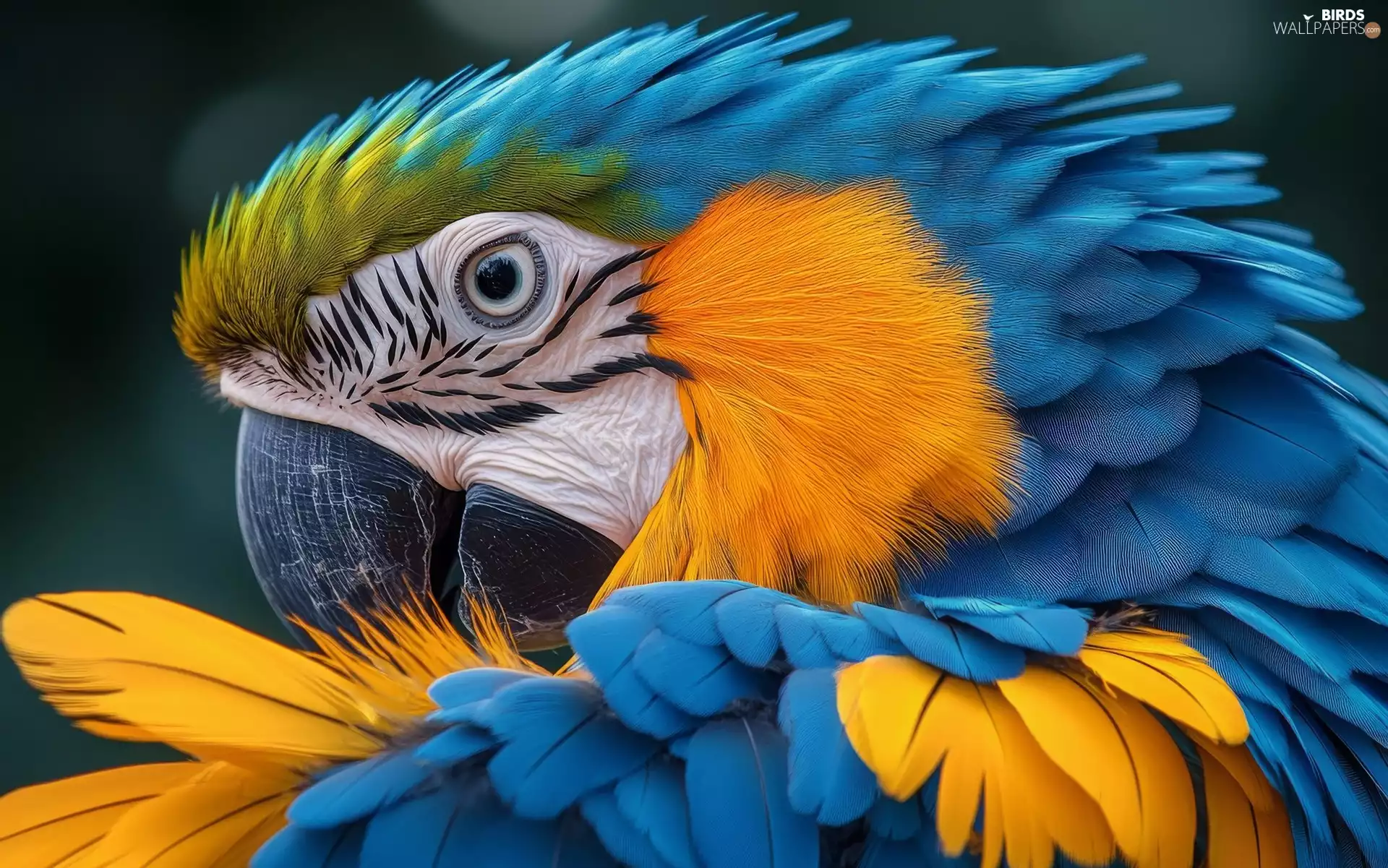 Blue-Yellow, ara, Head, parrot