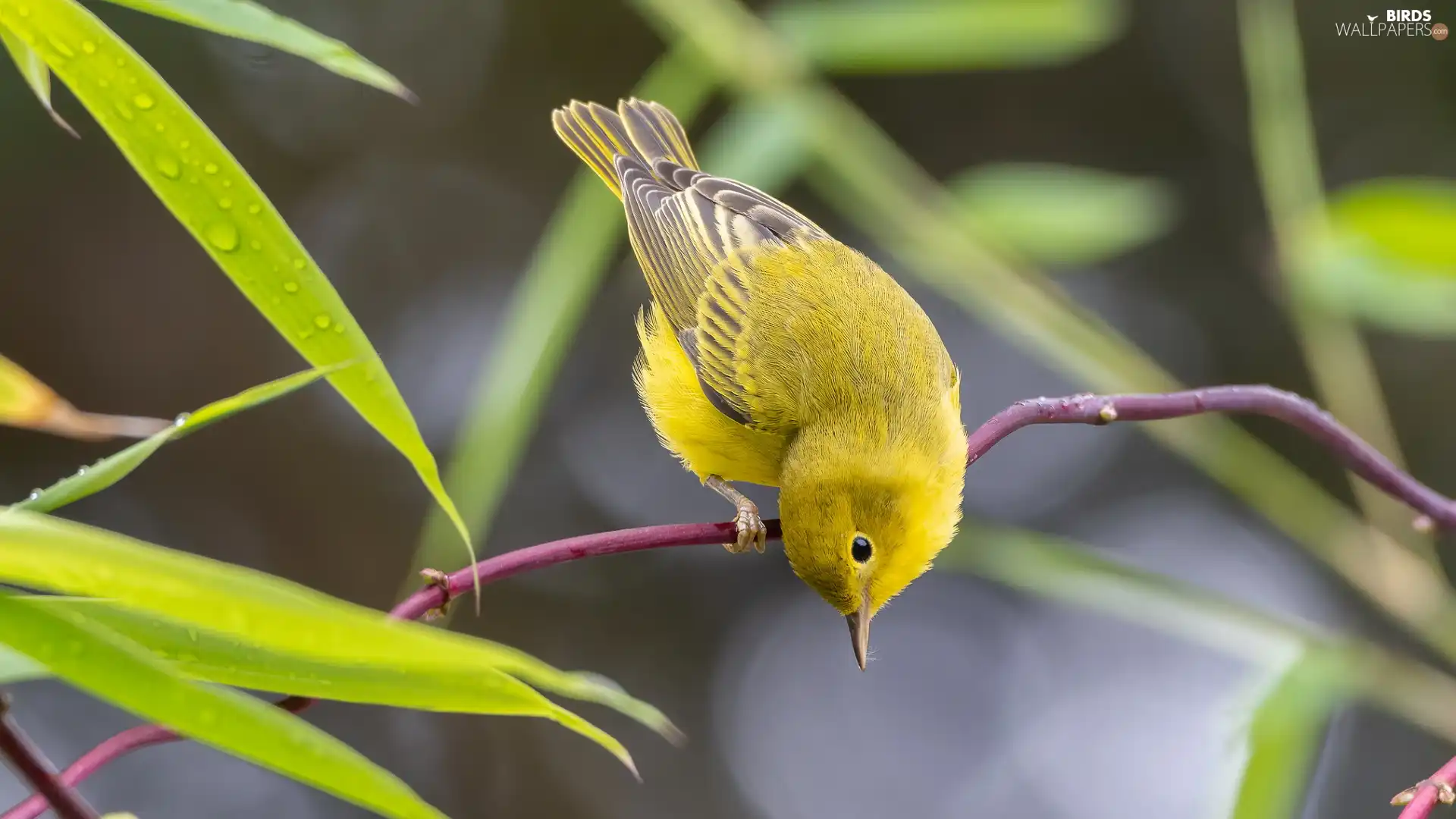 Twigs, Yellow, Bird, Warbler egret