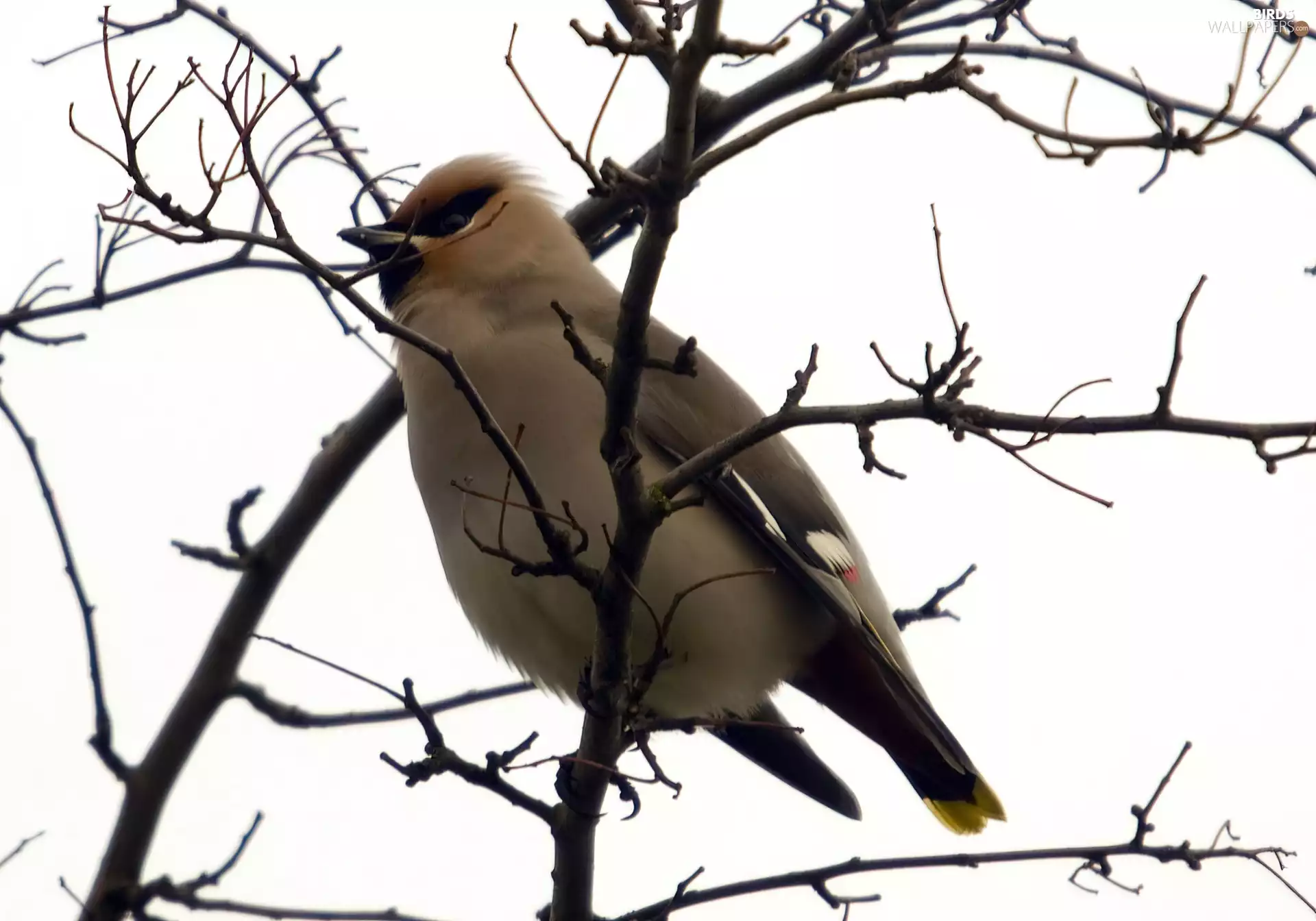 Waxwing, black and yellow, tail, branch