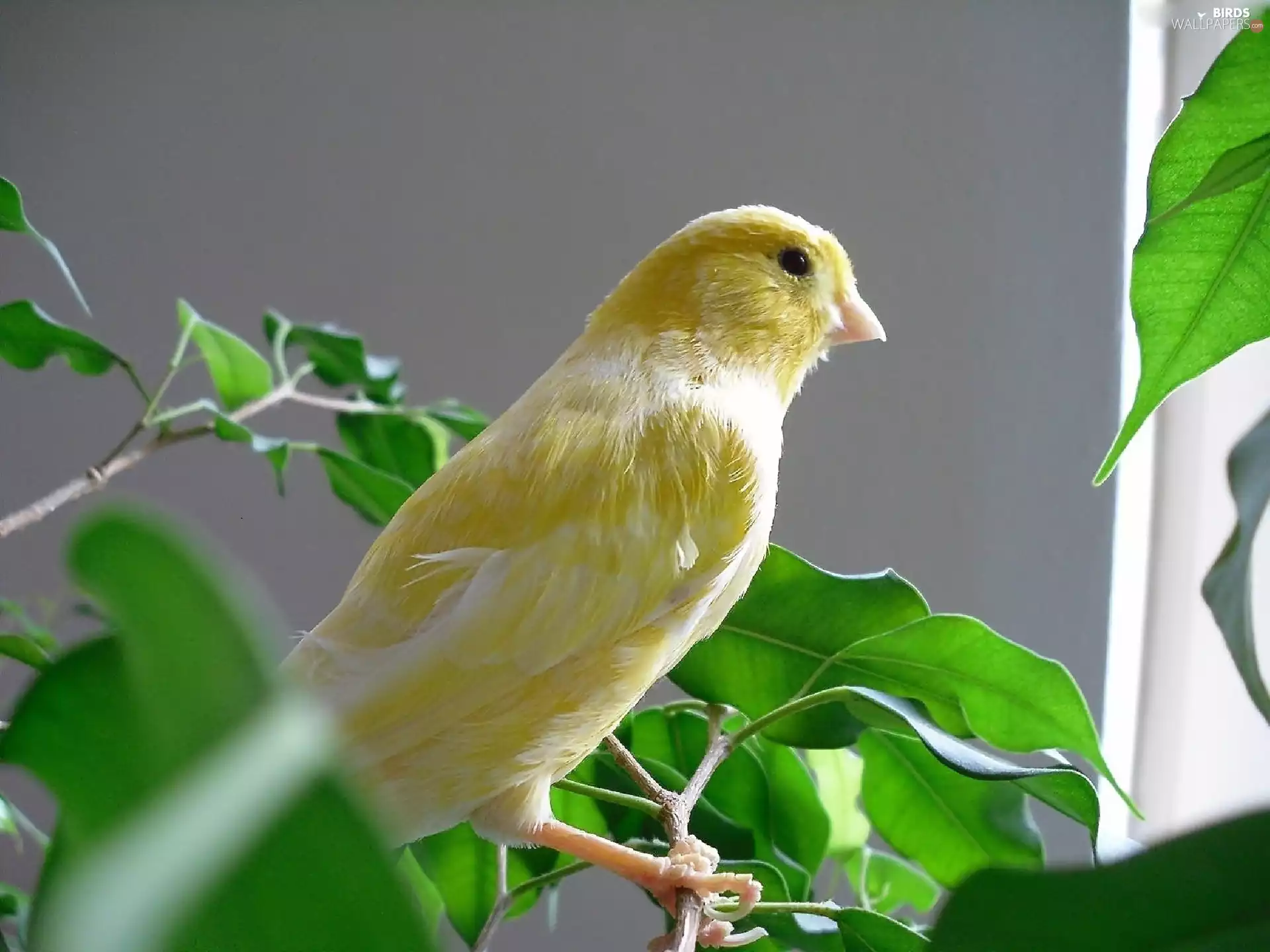 Yellow, canary