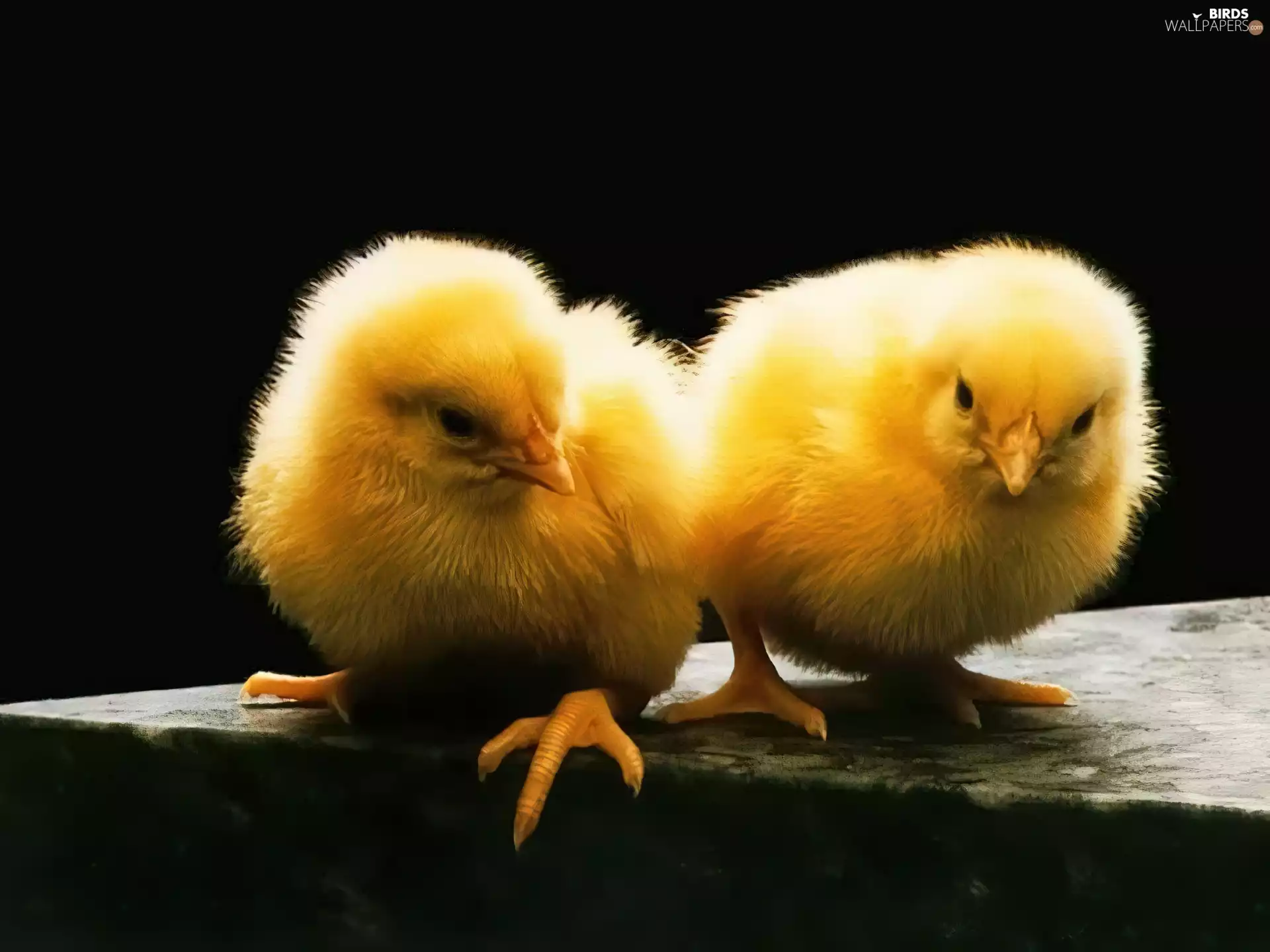 chickens, Two cars, Yellow