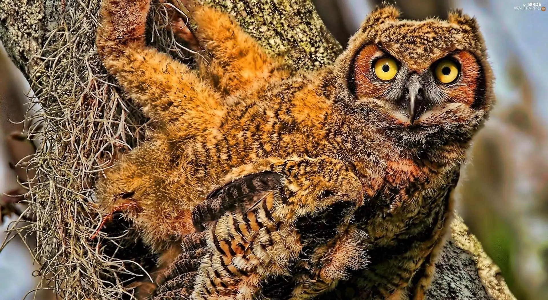 owl, Eyes, nose, Yellow