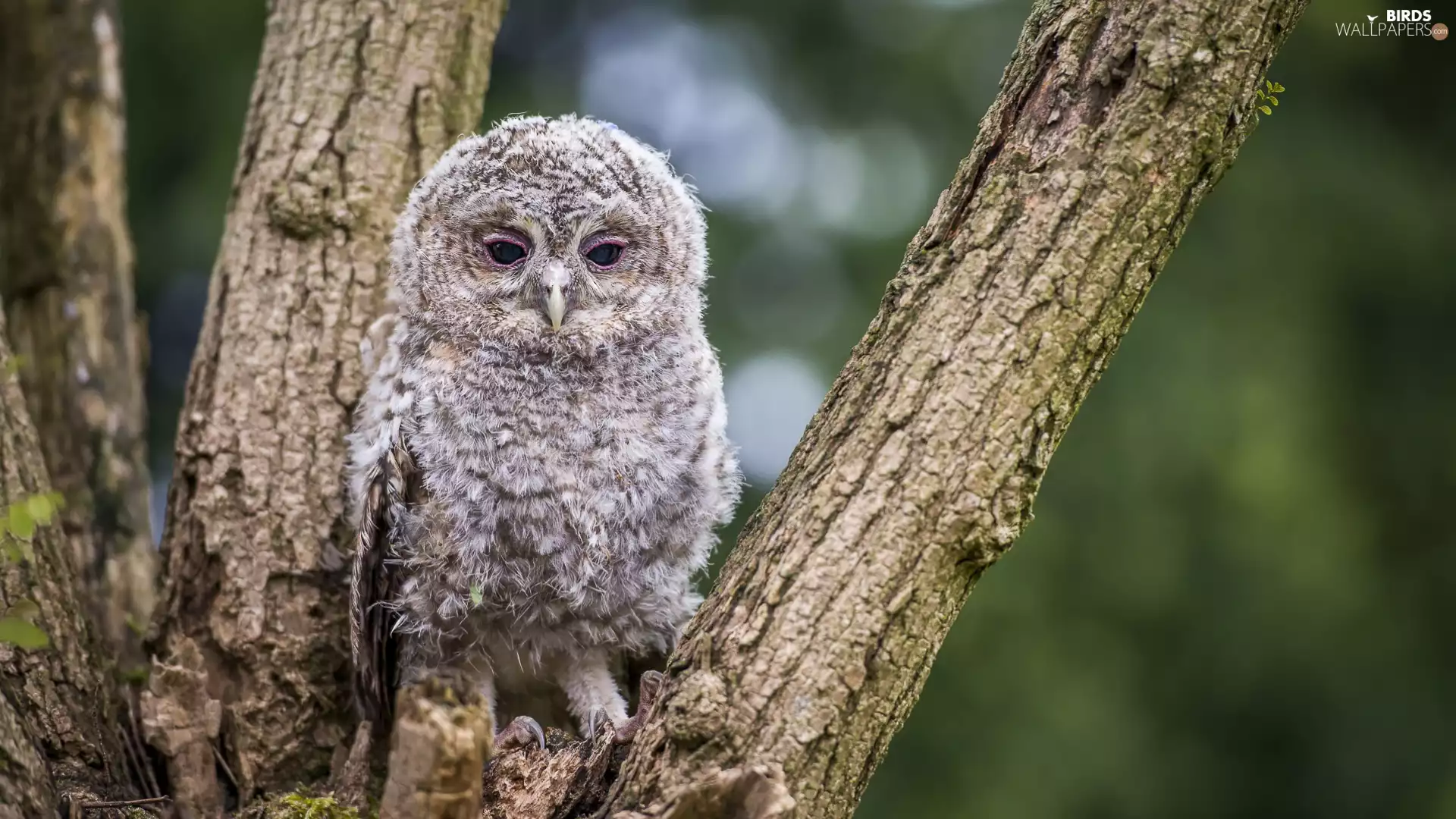 Brown Owl, Bird, young