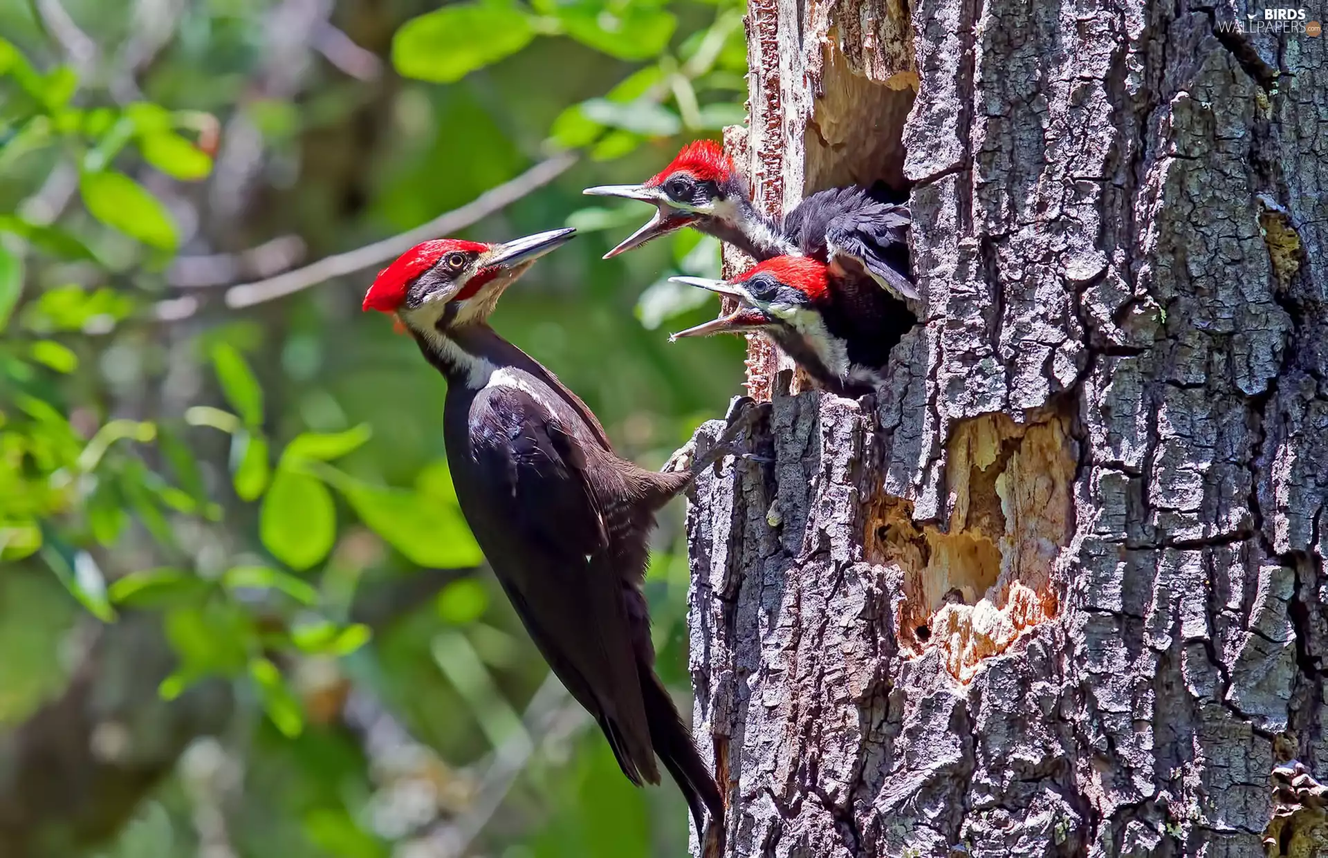 hollow, young, chick, trees, woodpecker
