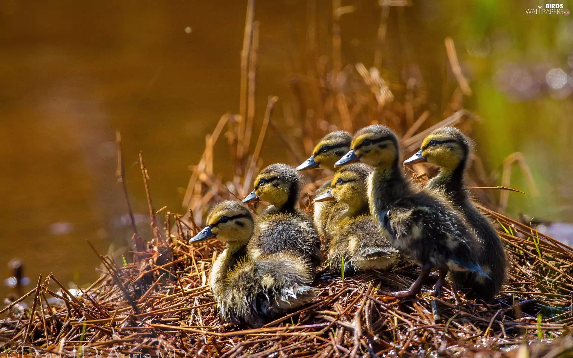 young, ducks