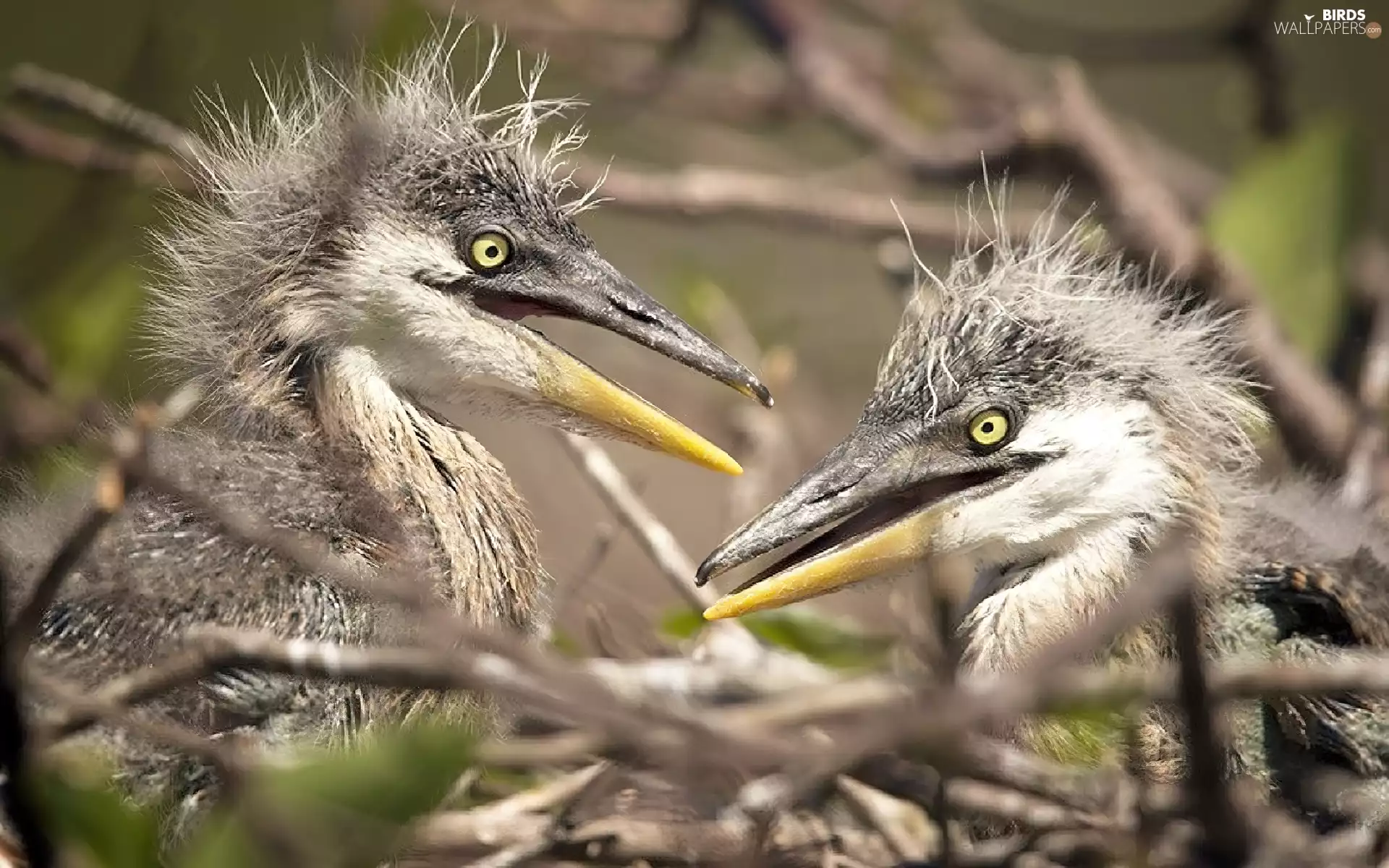 young, herons