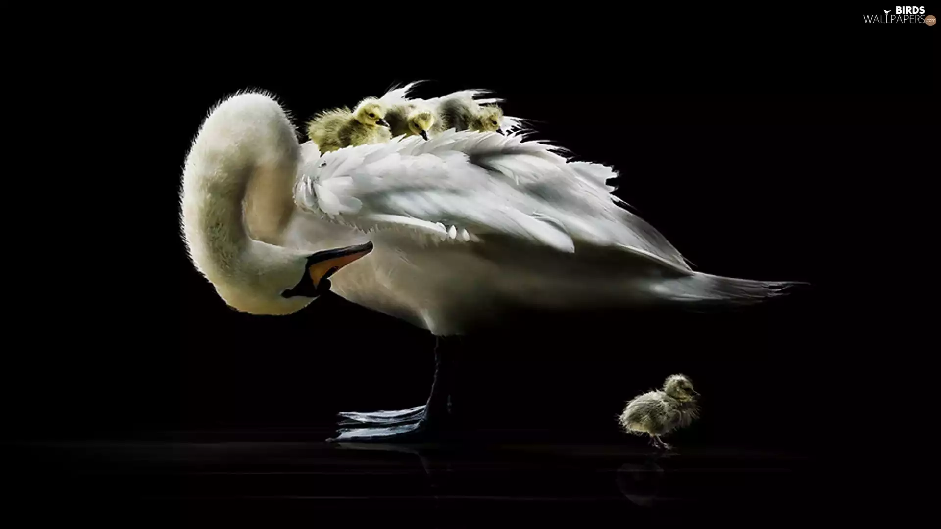 young, Swan, mother