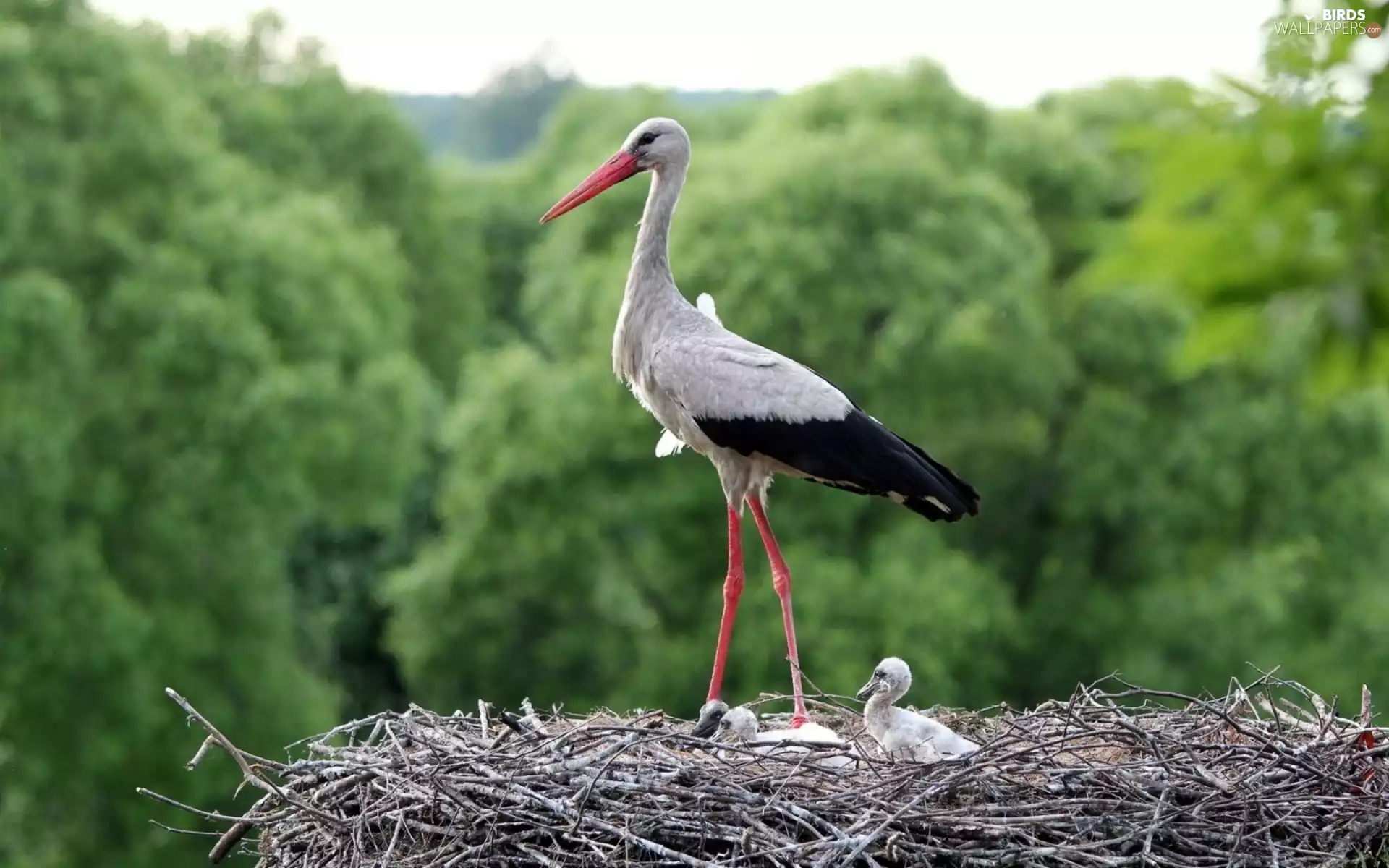 young, stork, nest