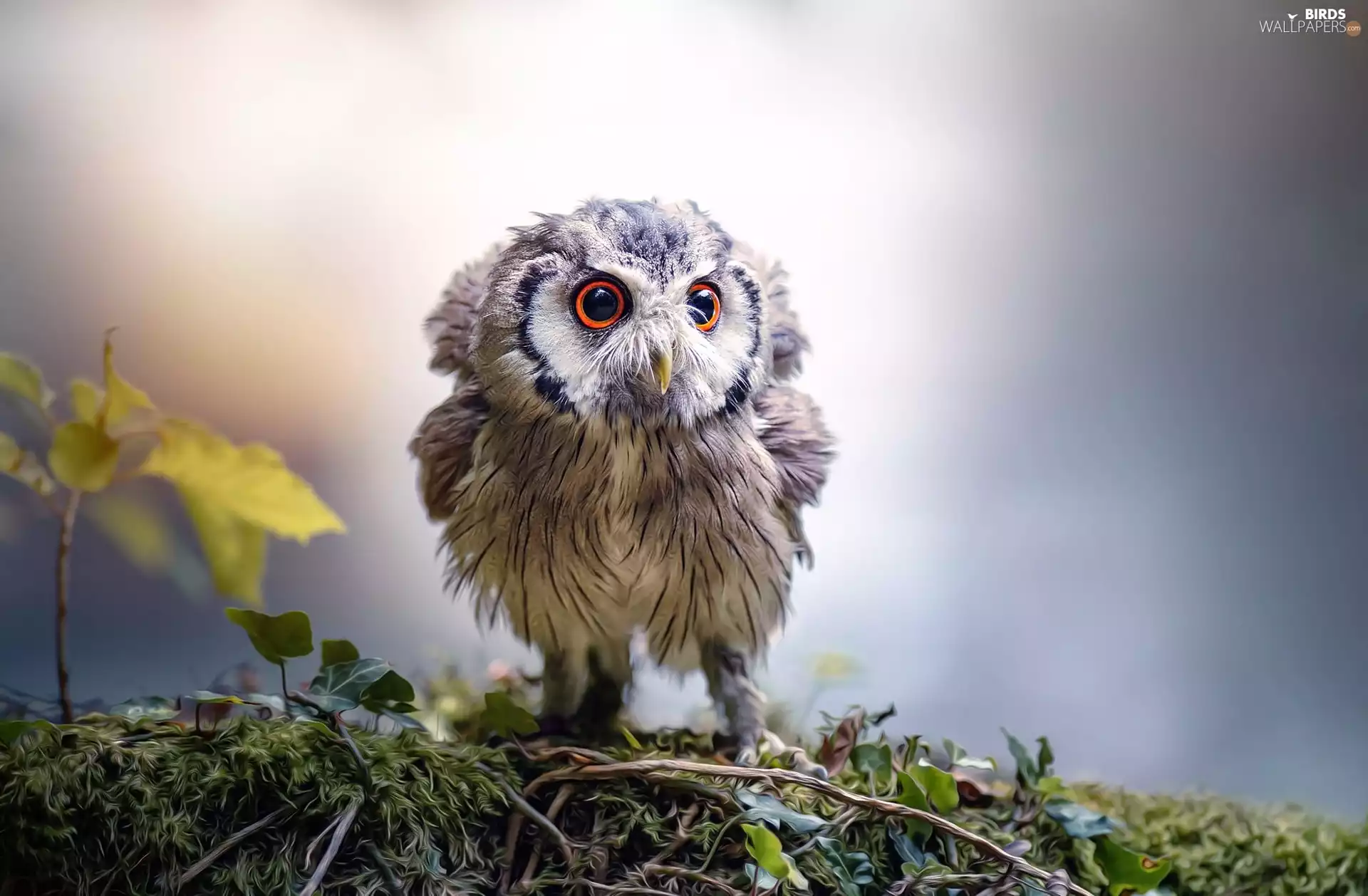 young, owl
