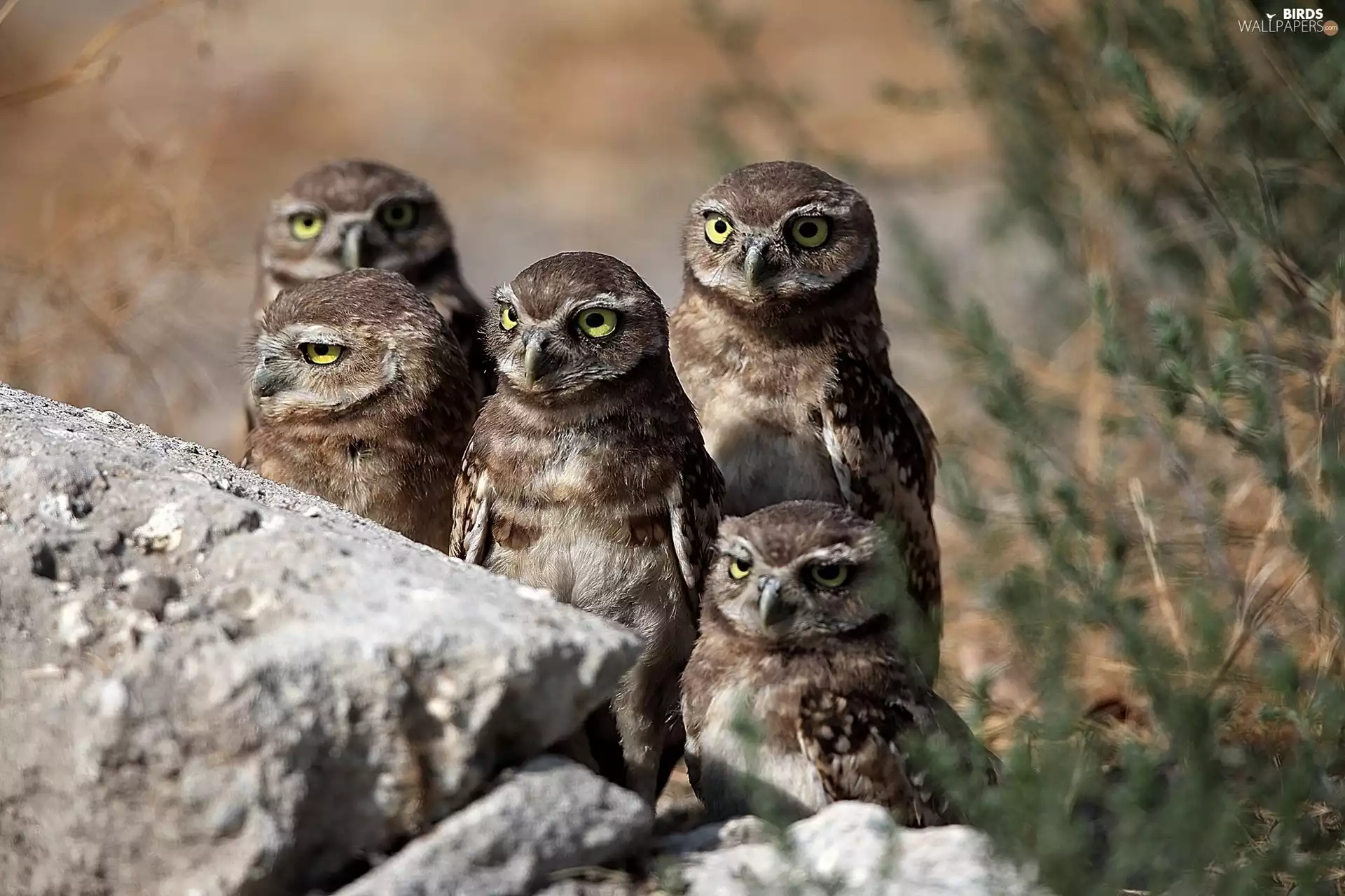 Young, Owls