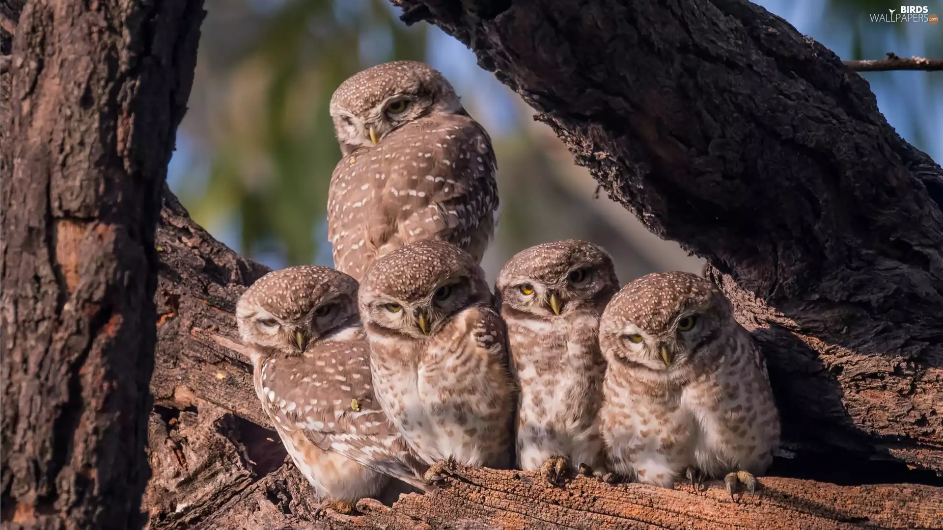 young, owls