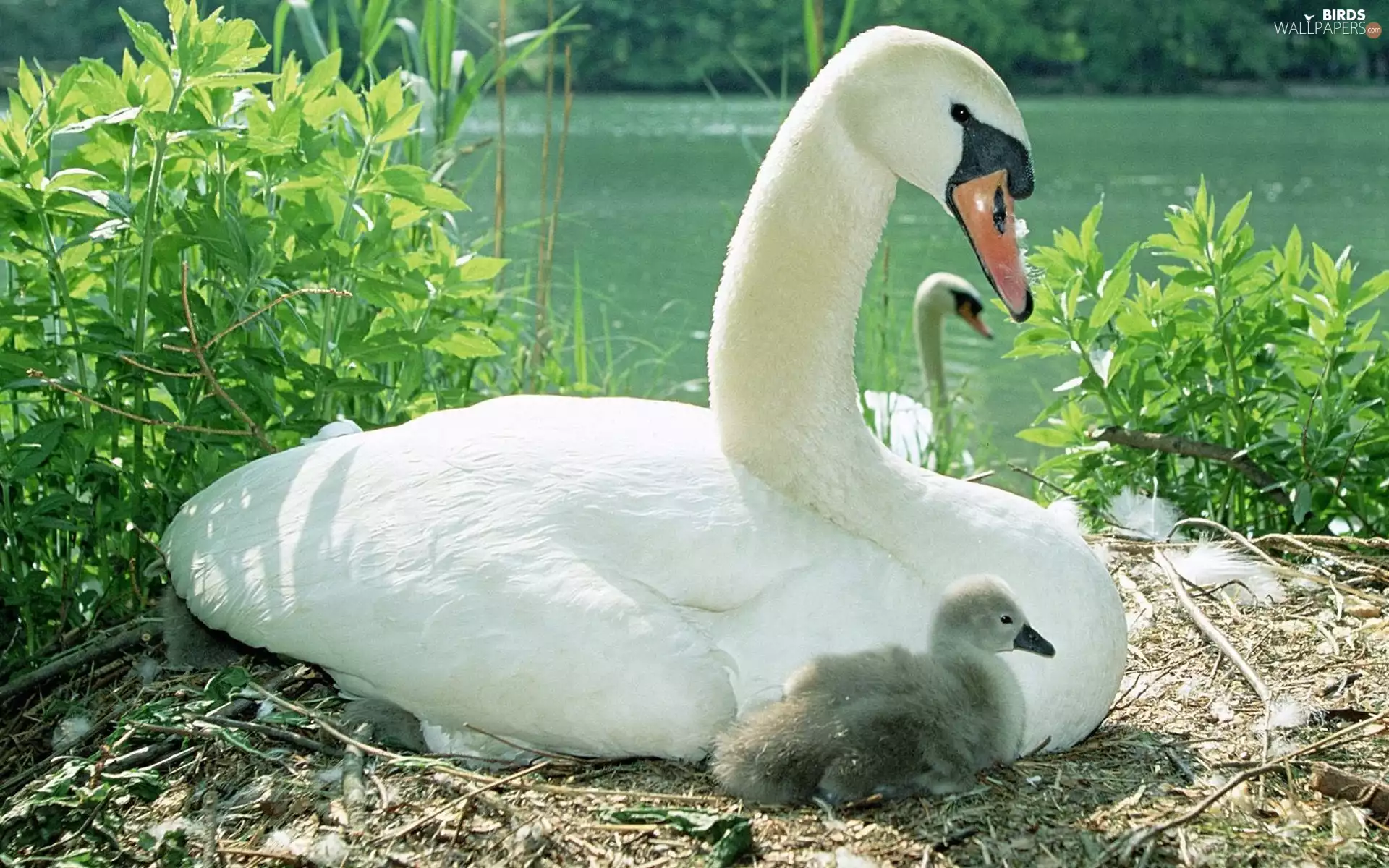 Swan, lake, Plants, young