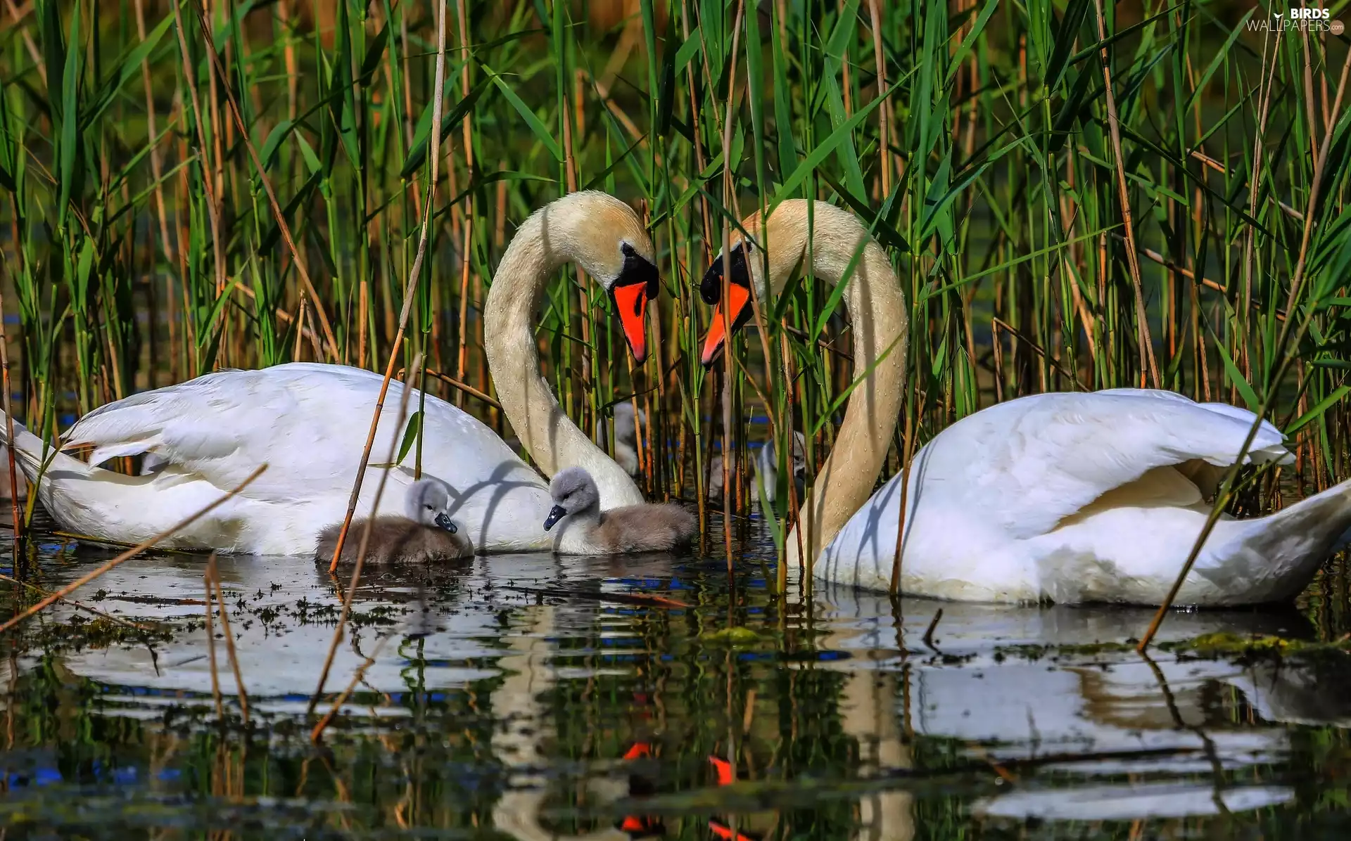 Swan, water, rushes, young