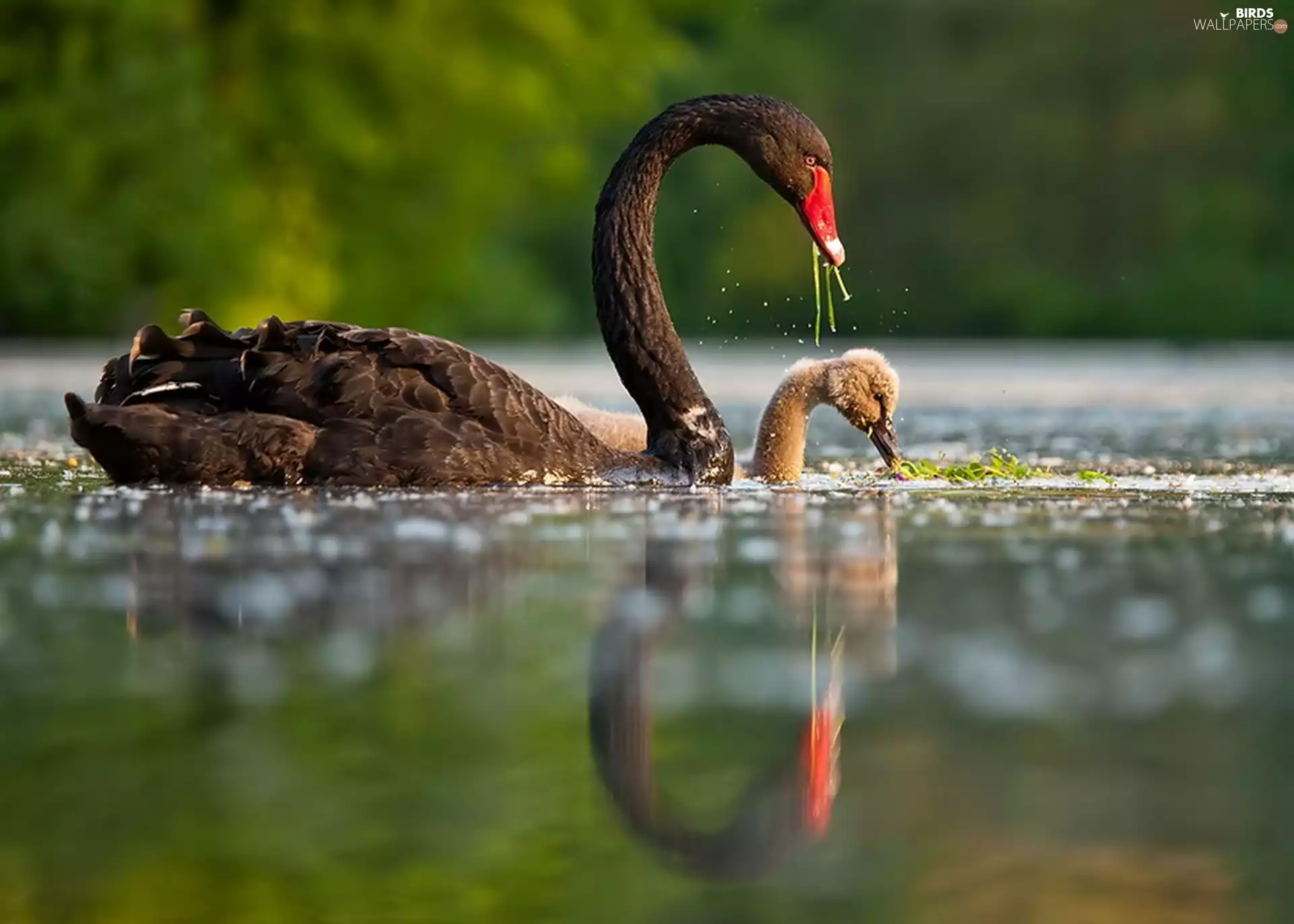 young, Black, Swans