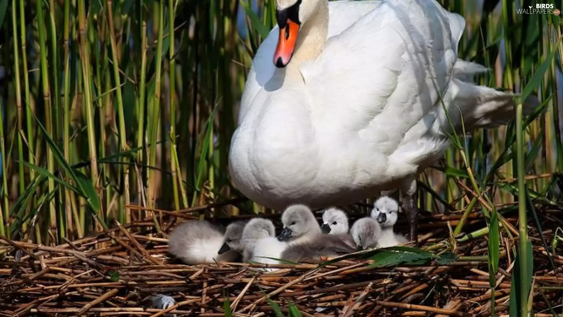Swans, nest, Cane, young