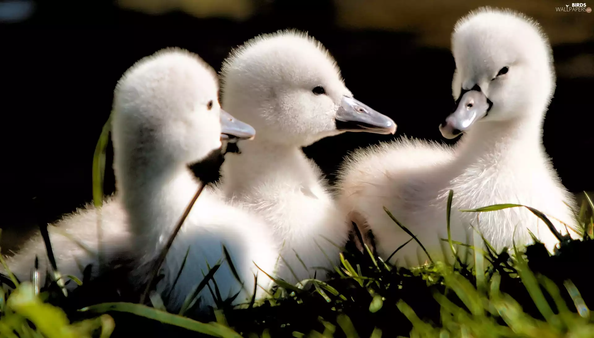 Three, Swan, grass, young