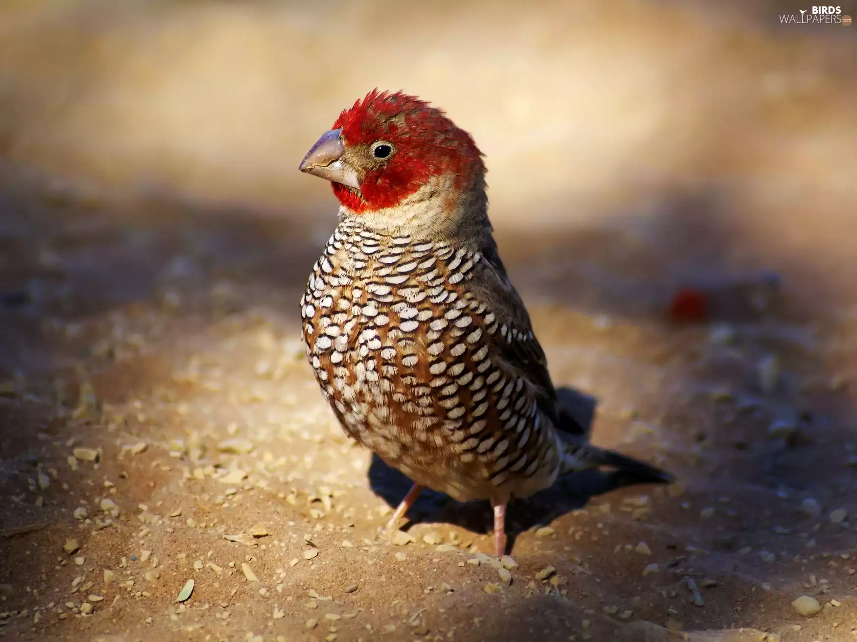 Zebra Czerwonogłowa