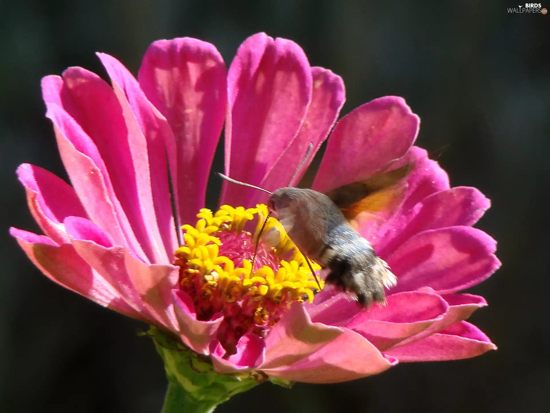 zinnia, humming-bird