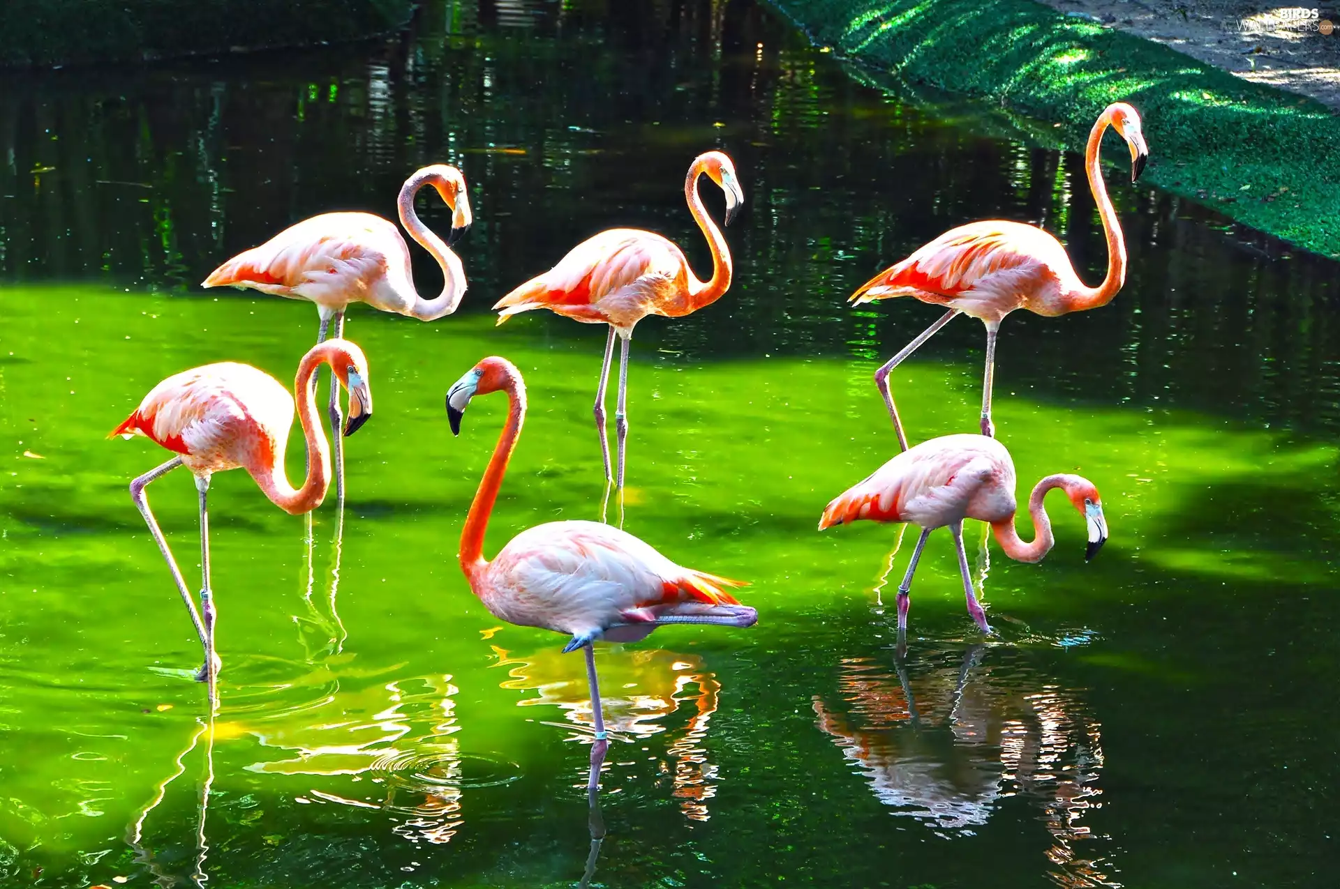 zoo, flamingo, water