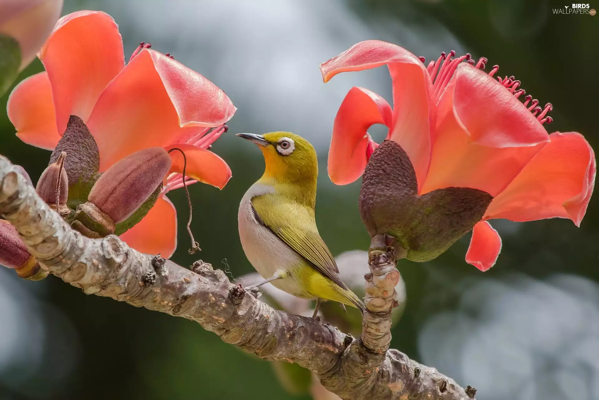 Bird, twig, Flowers, Zosterops