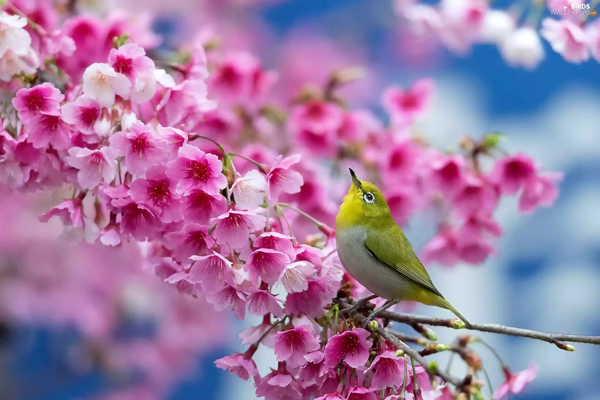 Flowers, Spring, Bird, Zosterops, Yellow, Pink